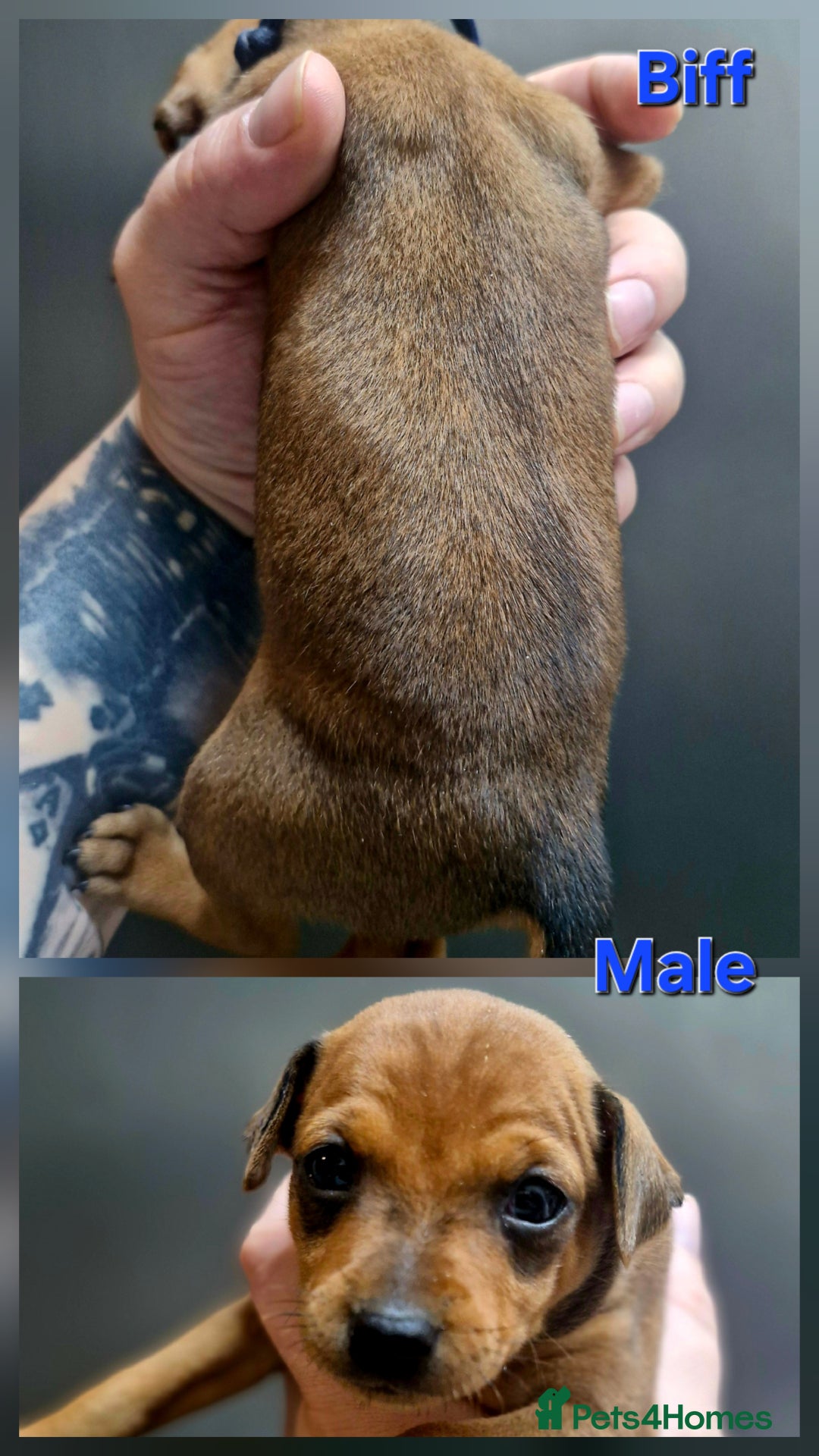 Miniature Pinscher dogs for sale: Miniature Pinscher puppies! - Image 3