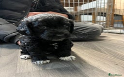 Jackapoo dogs for sale: Adorable Jackapoo puppies for sale !!!! - Image 15