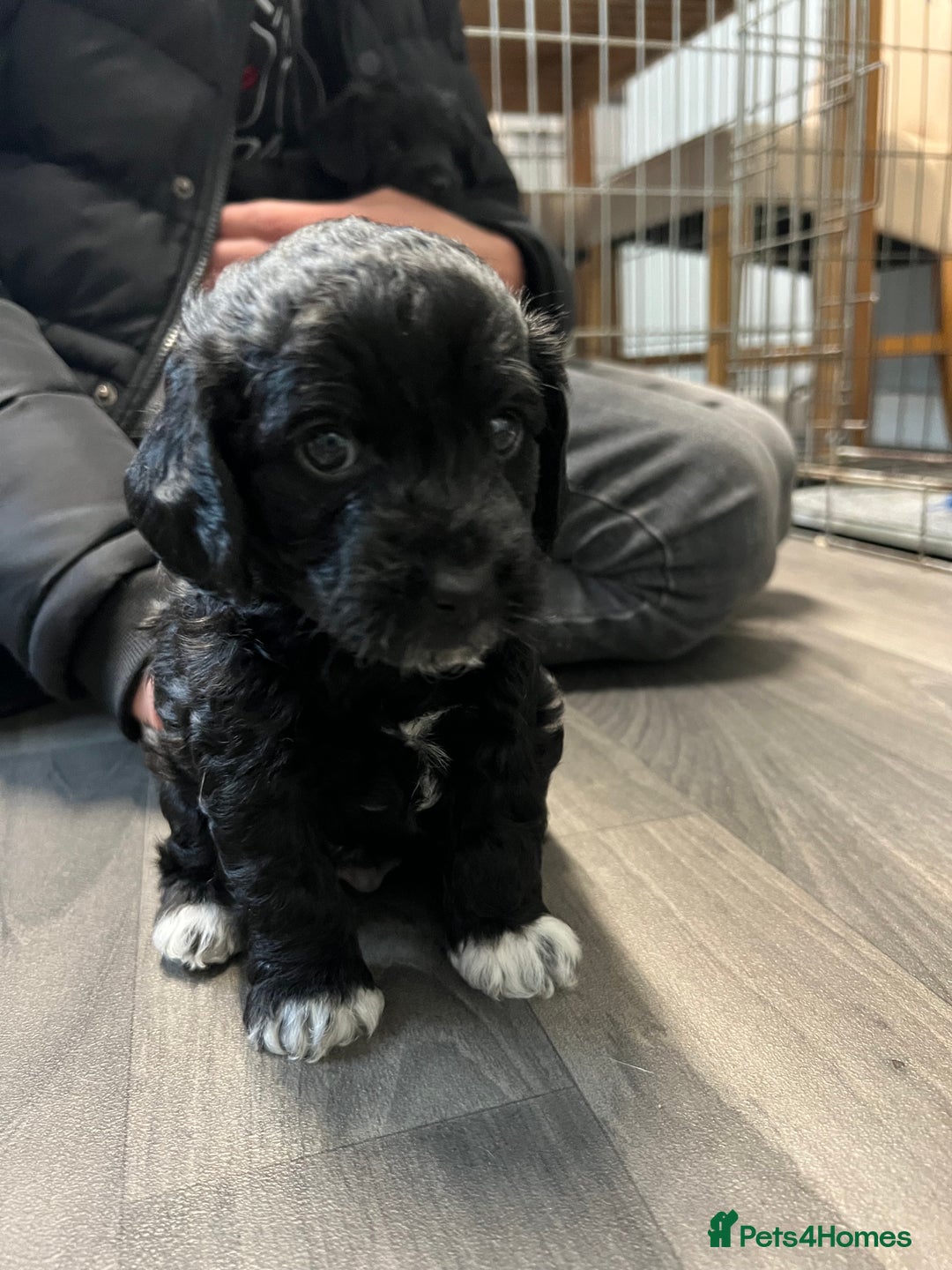 Jackapoo dogs for sale: Adorable Jackapoo puppies for sale !!!! - Image 15