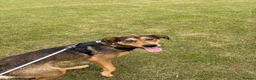 Mixed Breed dogs for sale: Male mixed breed dog aged 1 in Wakefield - Advert 4