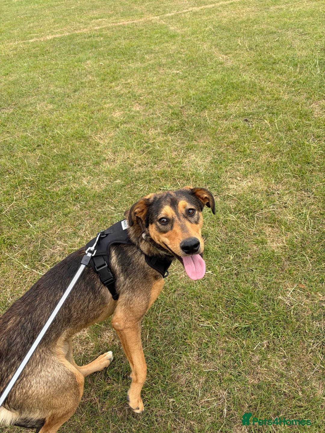 Mixed Breed dogs for sale: Male mixed breed dog aged 1 in Wakefield - Advert 4