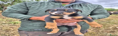 Border Collie 2