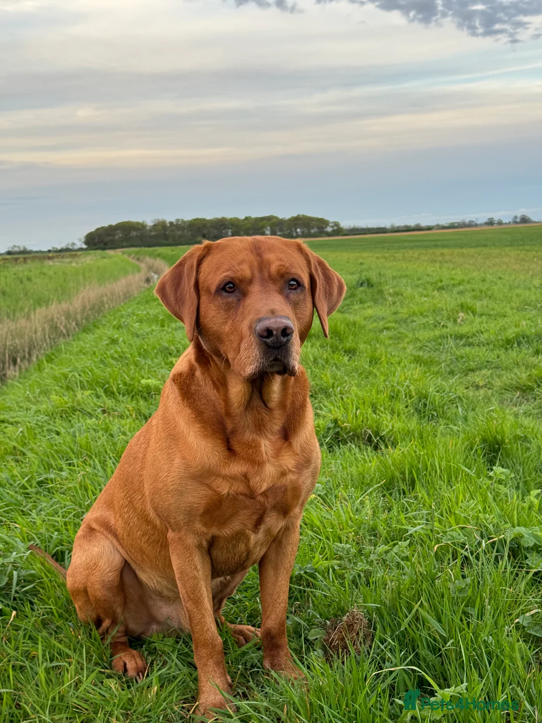 Labrador Retriever dogs for stud: PROVEN & FULLY HEALTH TESTED KC Dark Fox Red Stud  in York - Advert 19