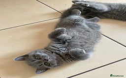 British Shorthair cats for sale: 5  BSH kittens - Image 4