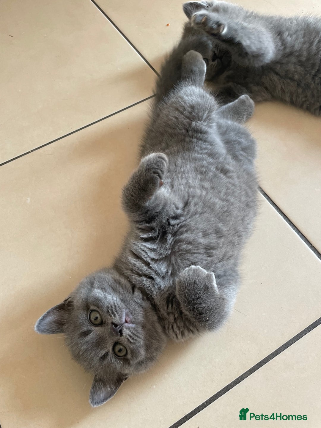 British Shorthair cats for sale: 5  BSH kittens - Image 4