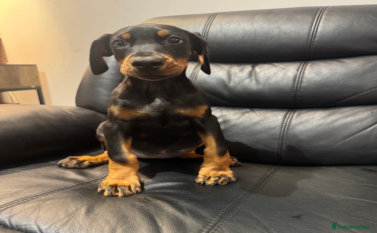 Dobermann dogs - Advert 4