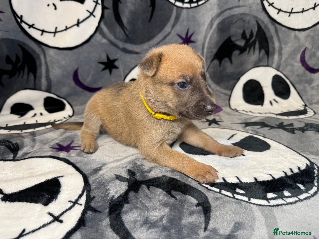 Saluki German Shepherd Cross Lurcher Puppies For Sale Lurcher X