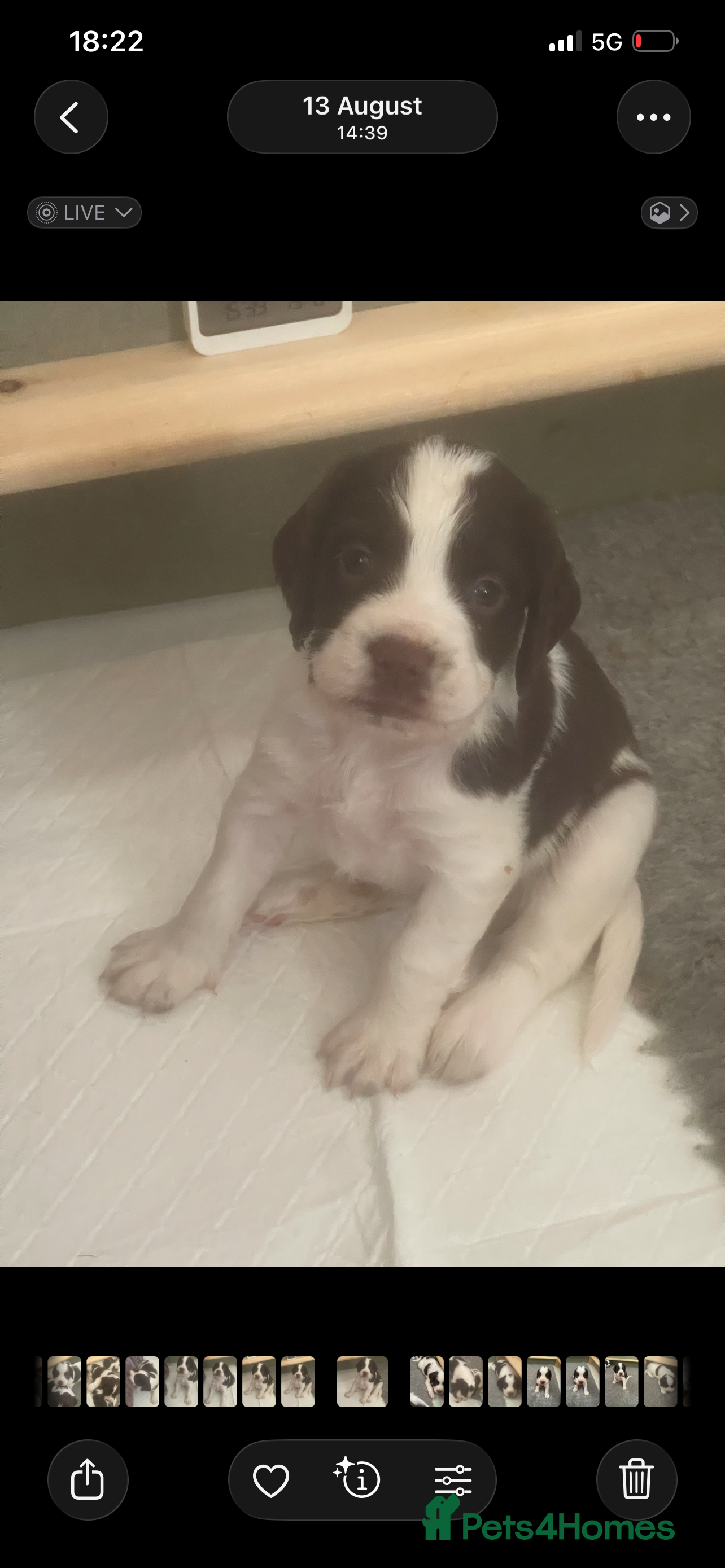 Mixed Breed dogs Cindy Lou’s beautiful puppies - Advert 2