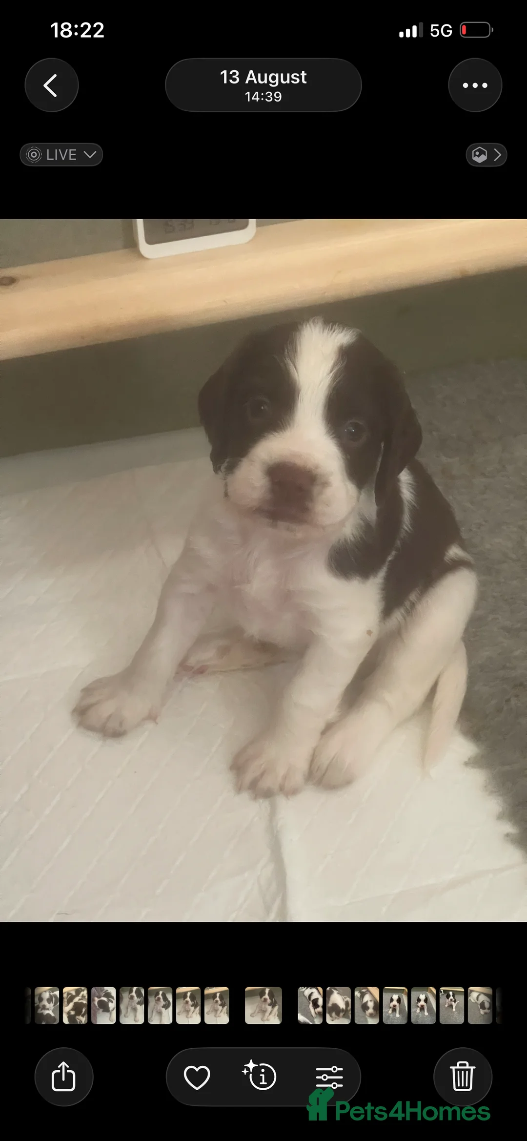 Mixed Breed dogs for sale: Cindy Lou’s beautiful puppies in Gloucester - Advert 2