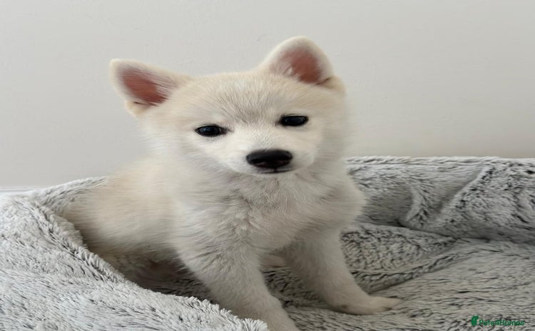 Pomsky dogs - Advert 1