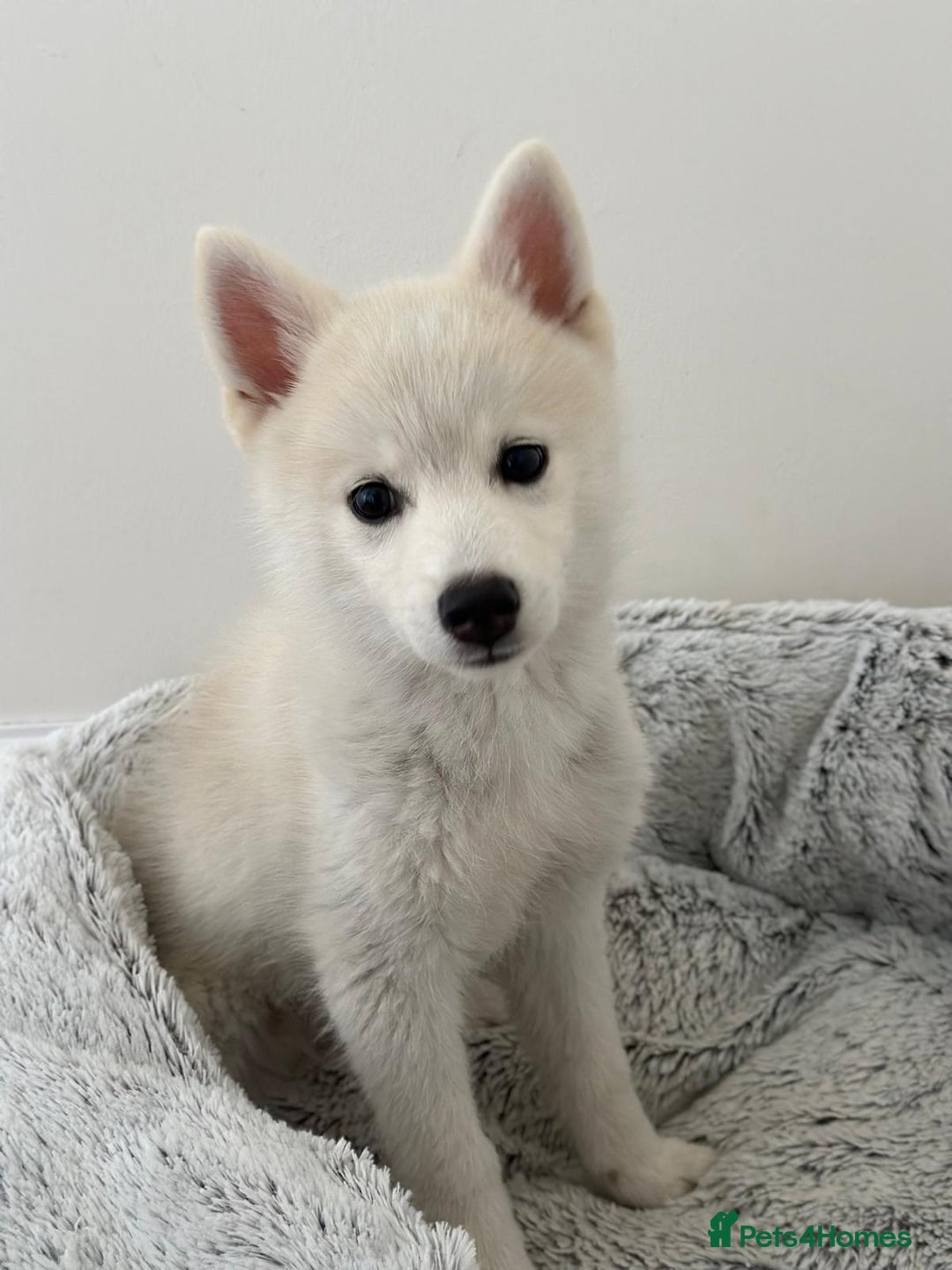 Pomsky dogs for sale: Vergil - Image 1