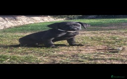 Labrador Retriever dogs for sale: Working labrador puppies  - Image 1