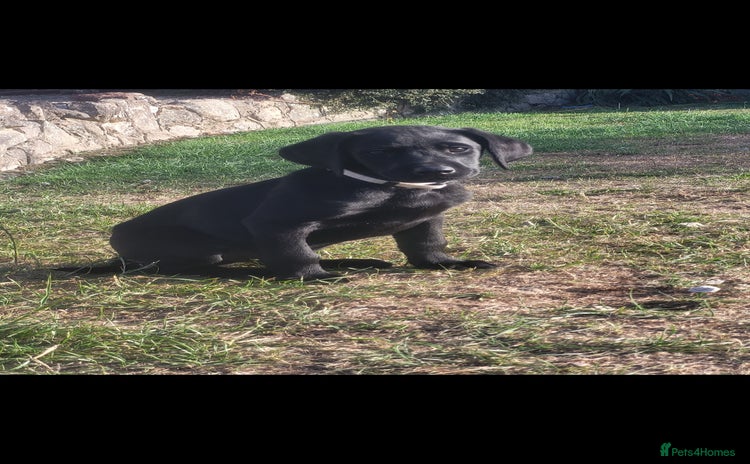 Labrador Retriever dogs - Advert 1