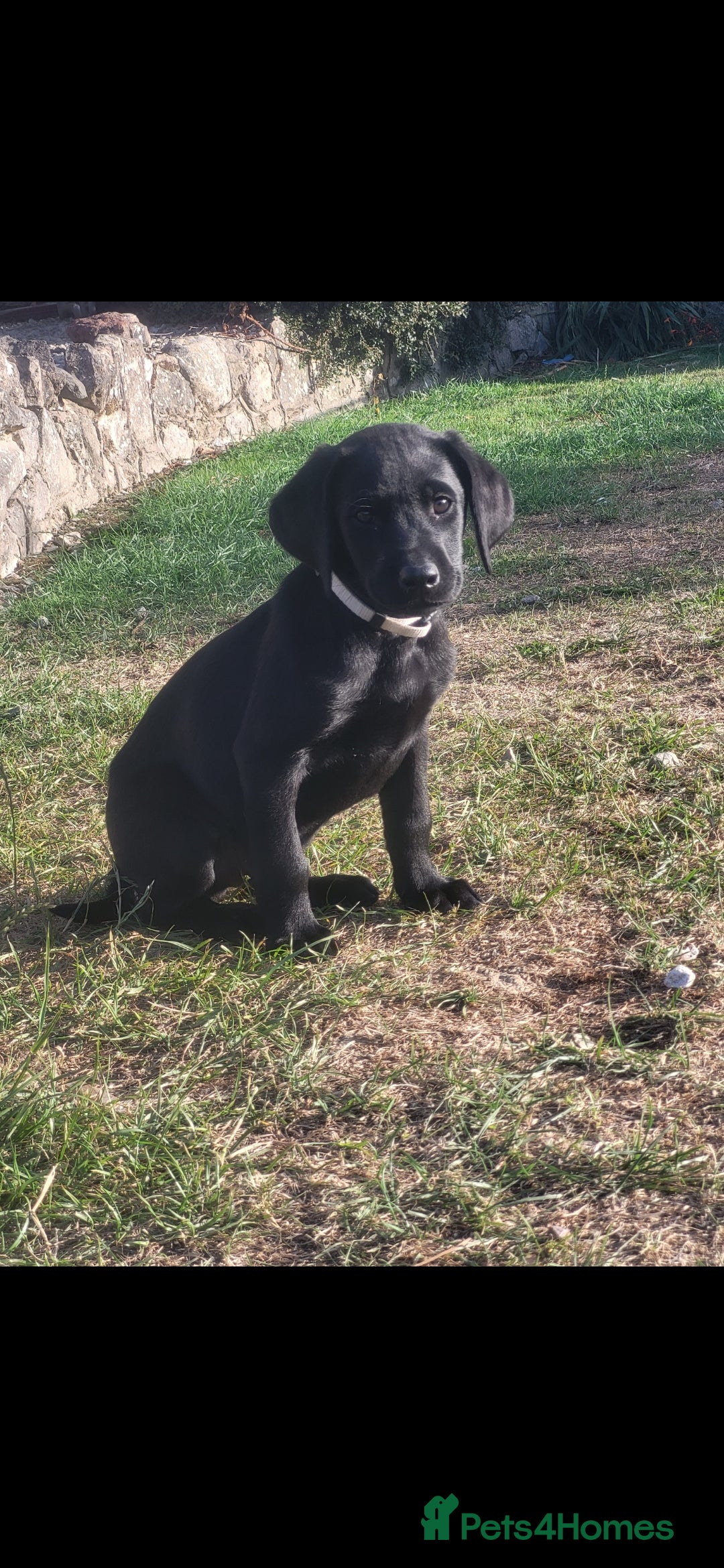 Labrador Retriever dogs for sale: Working labrador puppies  - Image 1