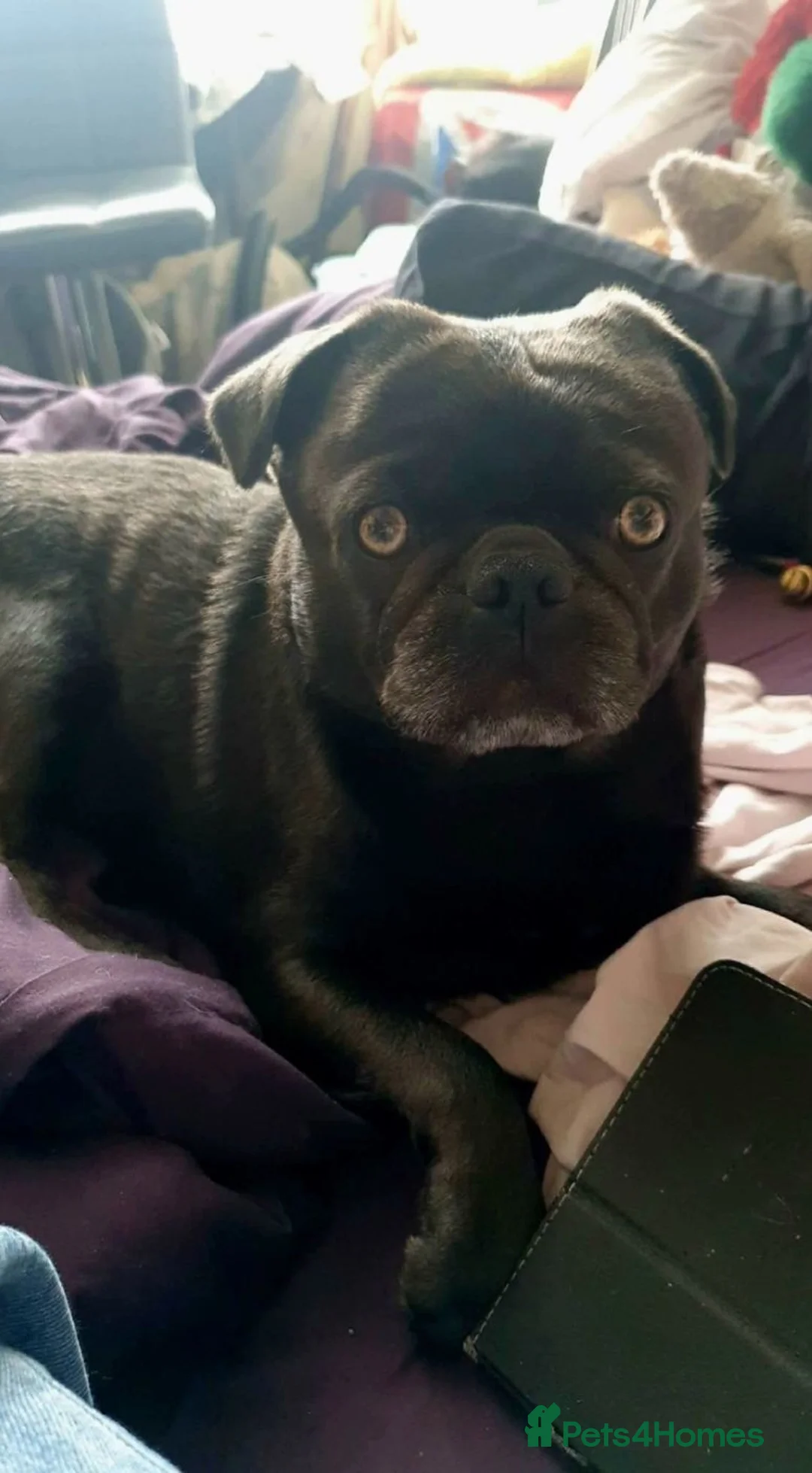 Pug dogs for sale: 3x pug girls 1x pug boy in Southend-on-Sea - Advert 2