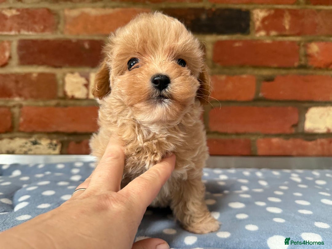 Maltipoo dogs for sale: Tiny Asian Maltipoo - Image 23
