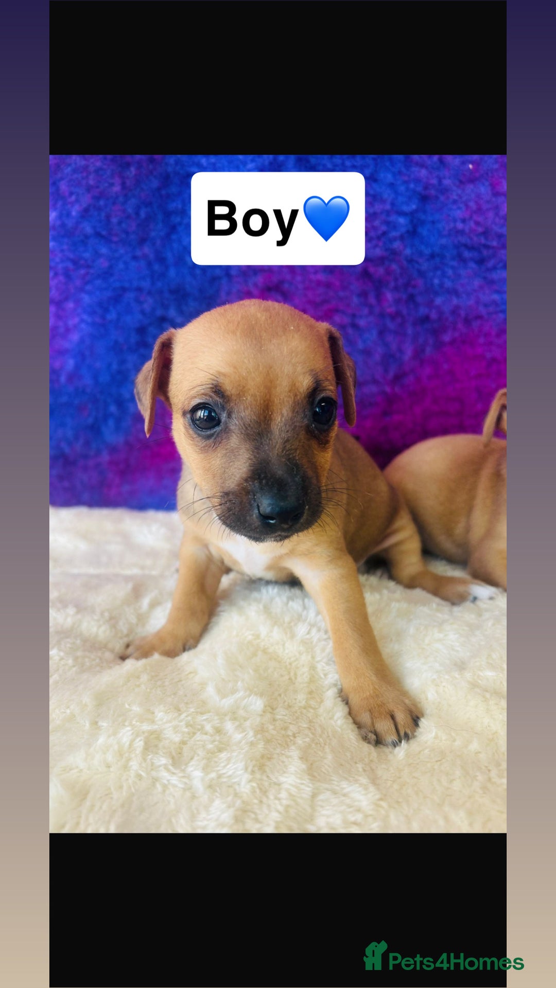 Jack Russell dogs for sale: Beautiful Jack Russel puppies  - Image 5
