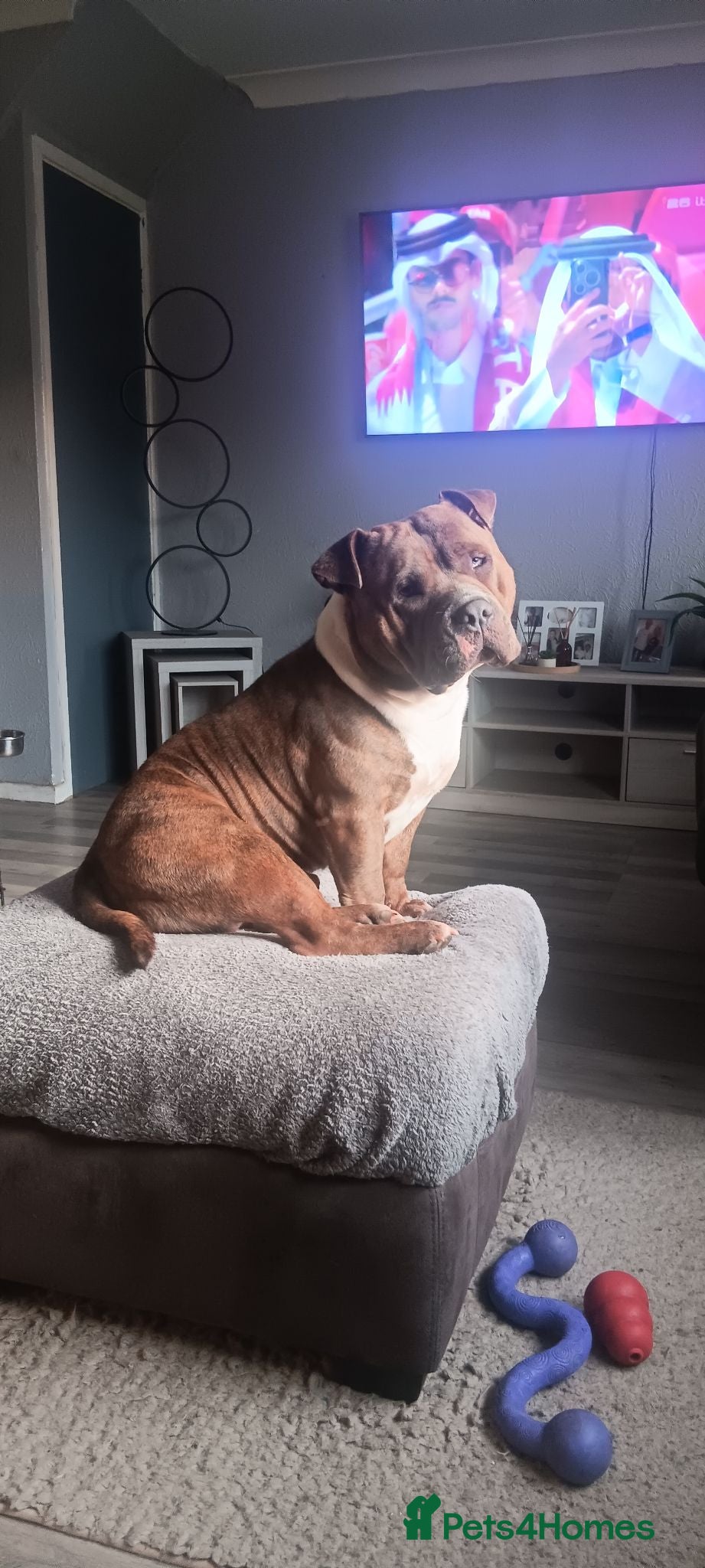 American Bully dogs Pocket bully for stud  - Advert 1