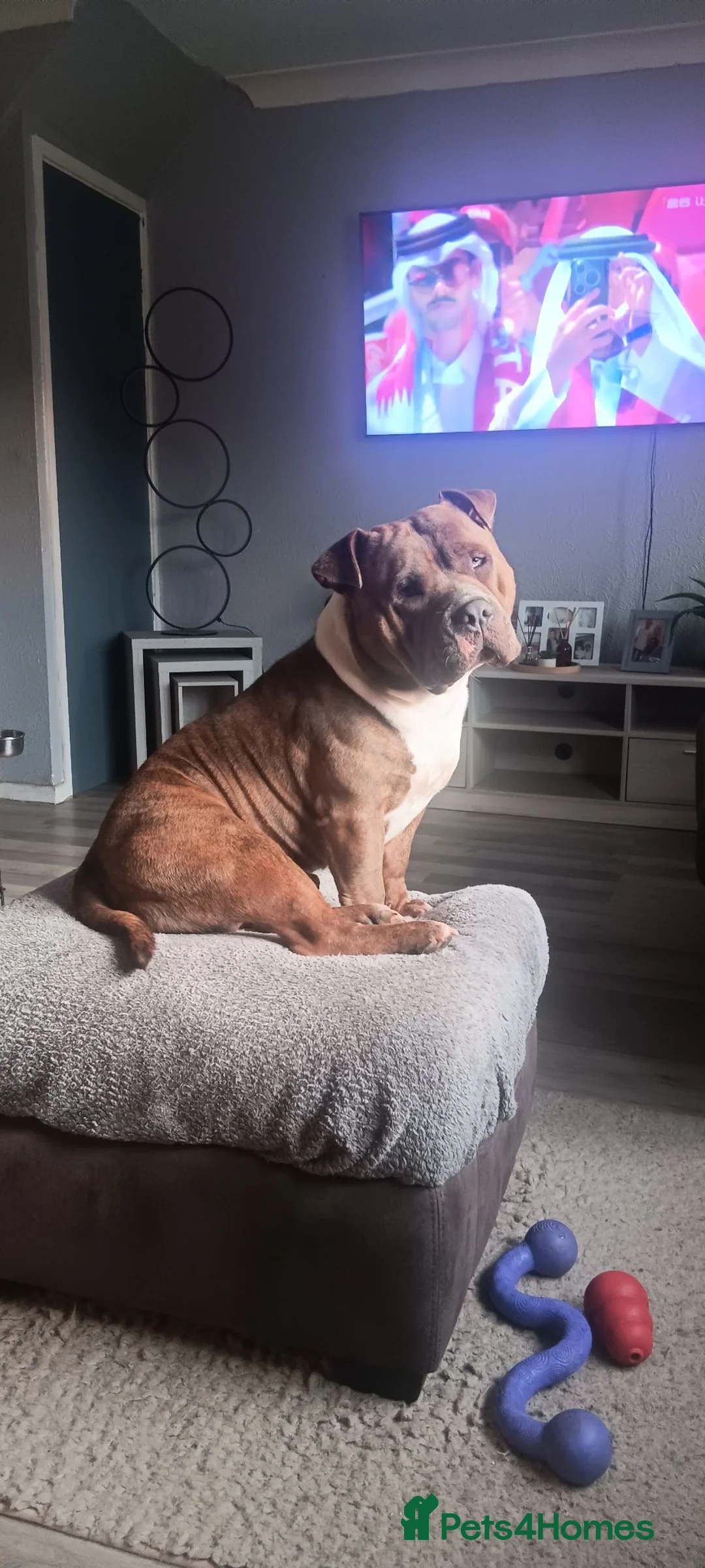 American Bully dogs for stud: Pocket bully for stud  - Advert 2