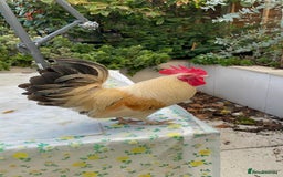 Chickens poultry for sale: Beautiful bantam cockerel & a gentleman - Image 1