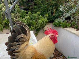 Chickens poultry - Advert 1