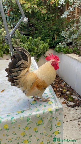 Chickens poultry - Advert 1