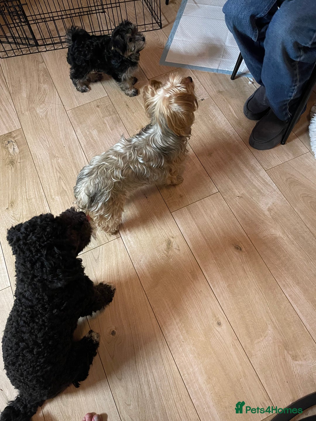 Mixed Breed dogs for sale: Adorable Morkie Poo puppies - Advert 28