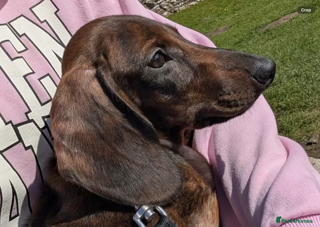 Miniature Dachshund dogs for sale: Miniature dachshund baby  - Advert 2