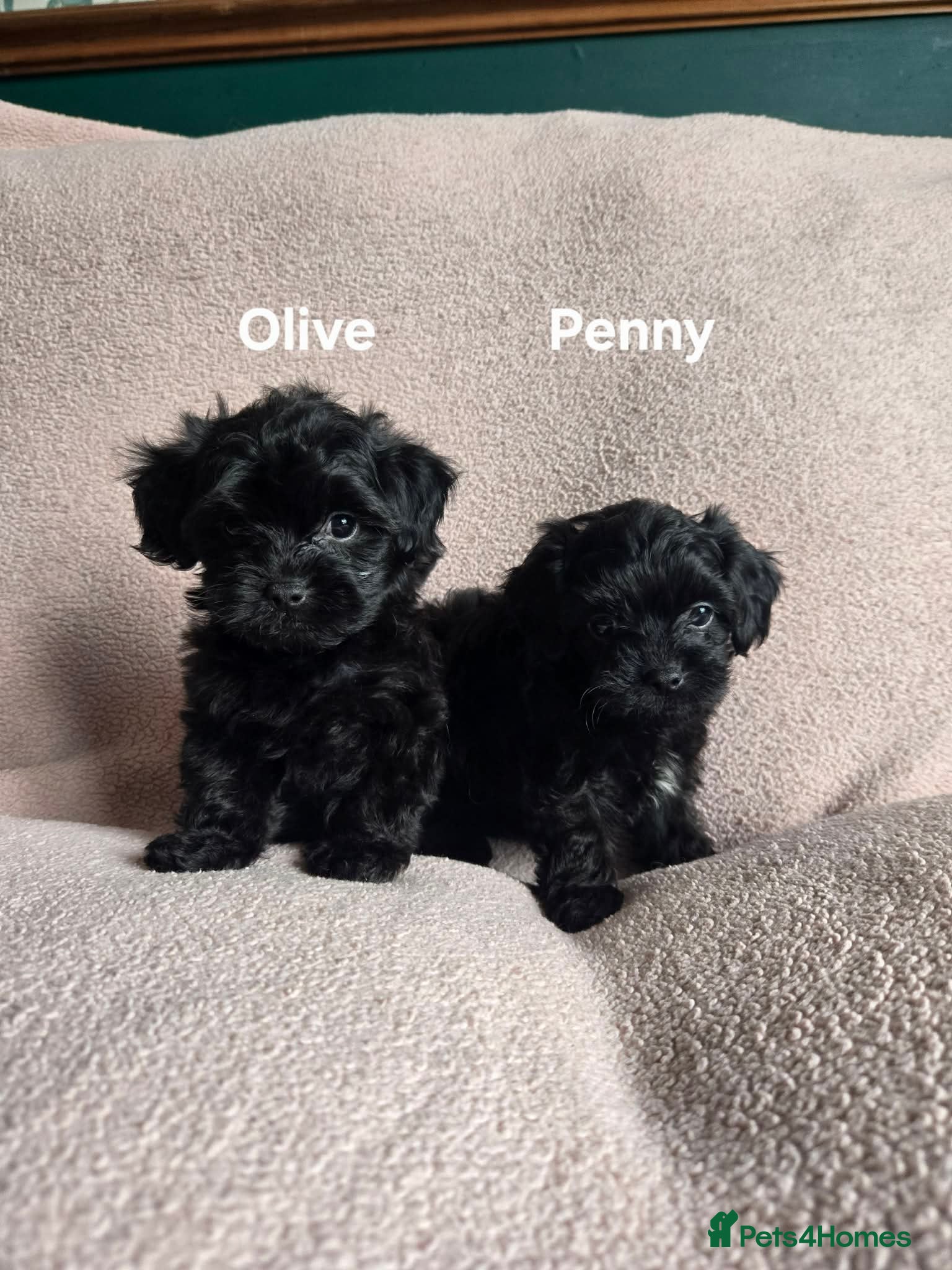 Yorkiepoo dogs Adorable Tiny YORKSHIRE PEKAPOO Puppies - Advert 3