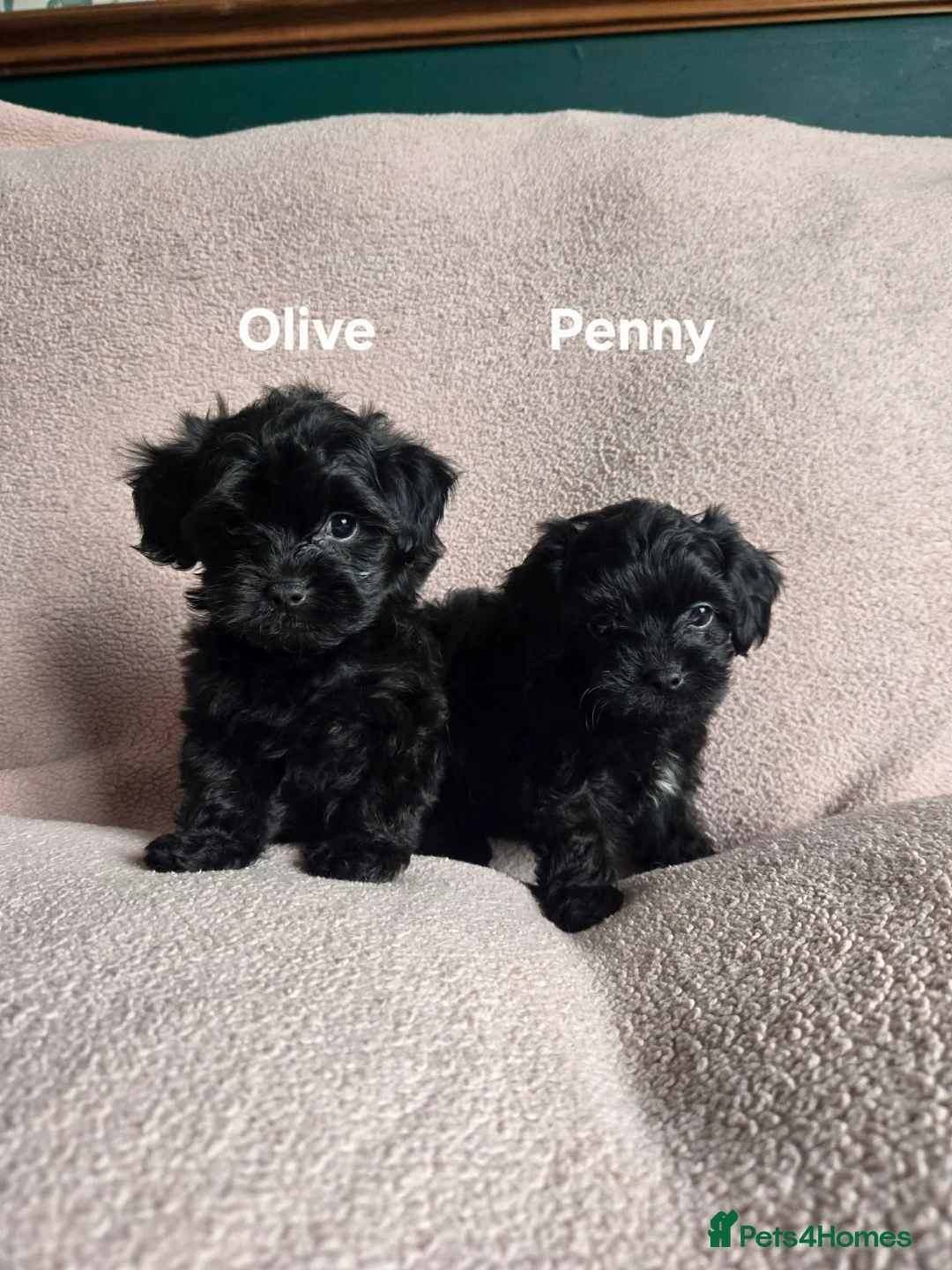 Yorkiepoo dogs for sale: 5 Adorable Tiny YORKSHIRE PEKAPOO Puppies - Advert 1