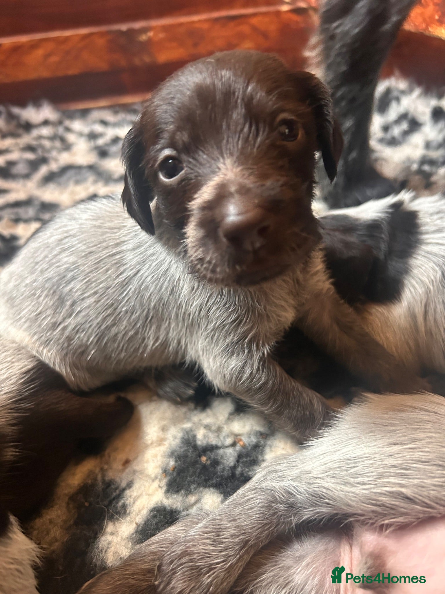 German Wirehaired Pointer dogs German Wirehaired Pointer Puppies For Sale - Advert 1