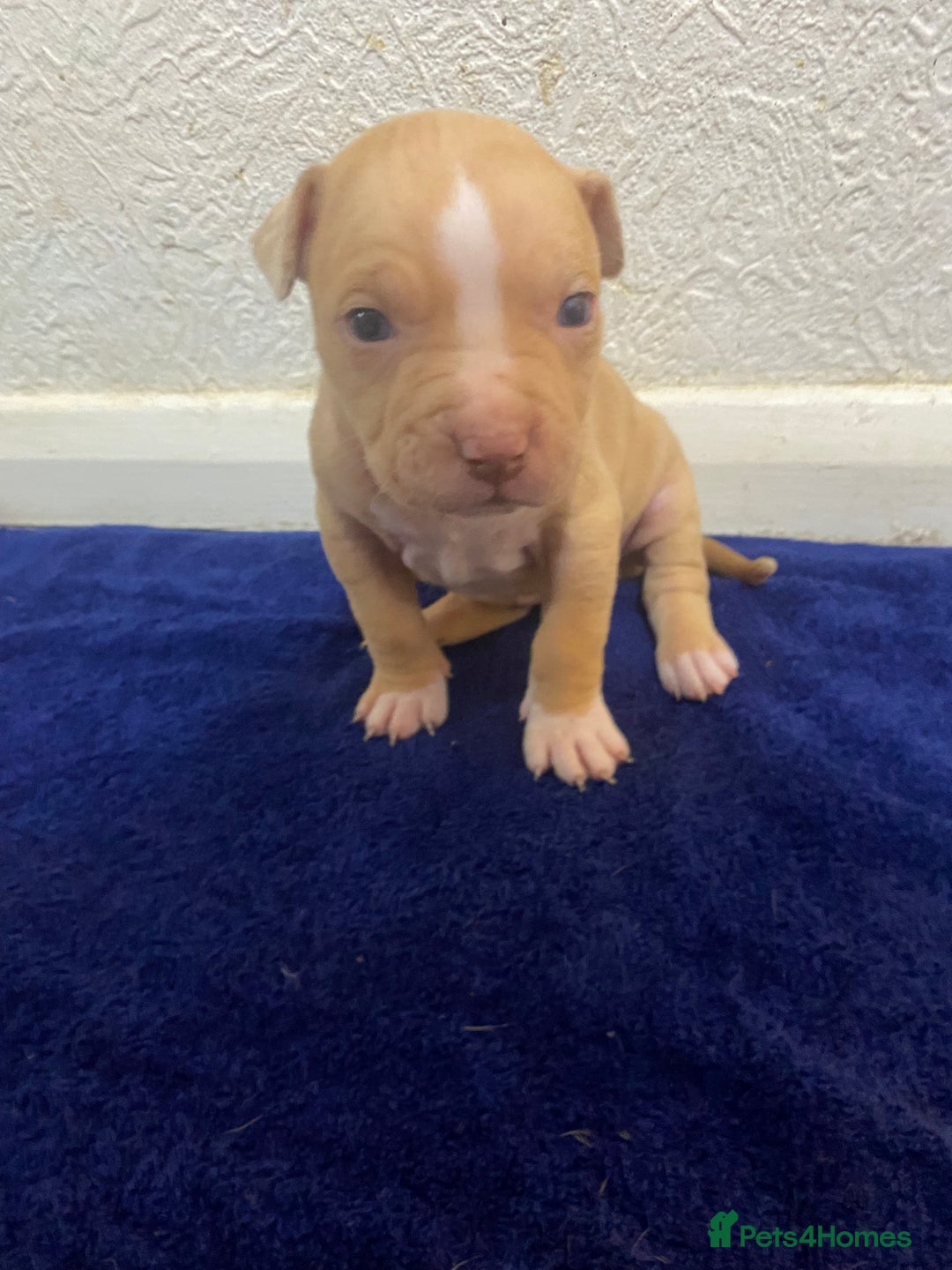 Mixed Breed dogs for sale: Staff puppies - Advert 4