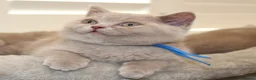British Shorthair cats for sale: Beautiful Pure Breed ✨ British Shorthair Kittens ⭐ - Advert 5
