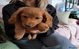 Miniature Dachshund dogs for sale: 3 Cute Longhaired Mini Dachshunds Pedigree - Image 8