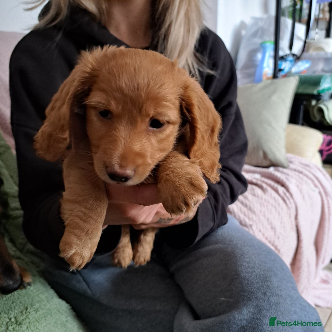 Miniature Dachshund dogs for sale: 3 Cute Longhaired Mini Dachshunds Pedigree - Image 8