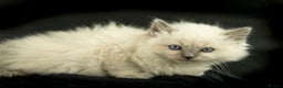 Ragdoll cats for sale: Perfectly raised Blue eyes Rag dollys  - Advert 3