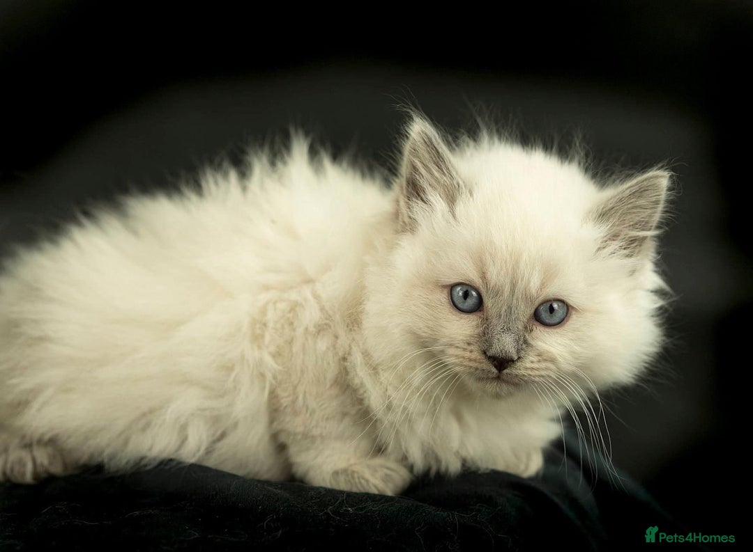 Ragdoll cats for sale: Perfectly raised Blue eyes Rag dollys  - Advert 3