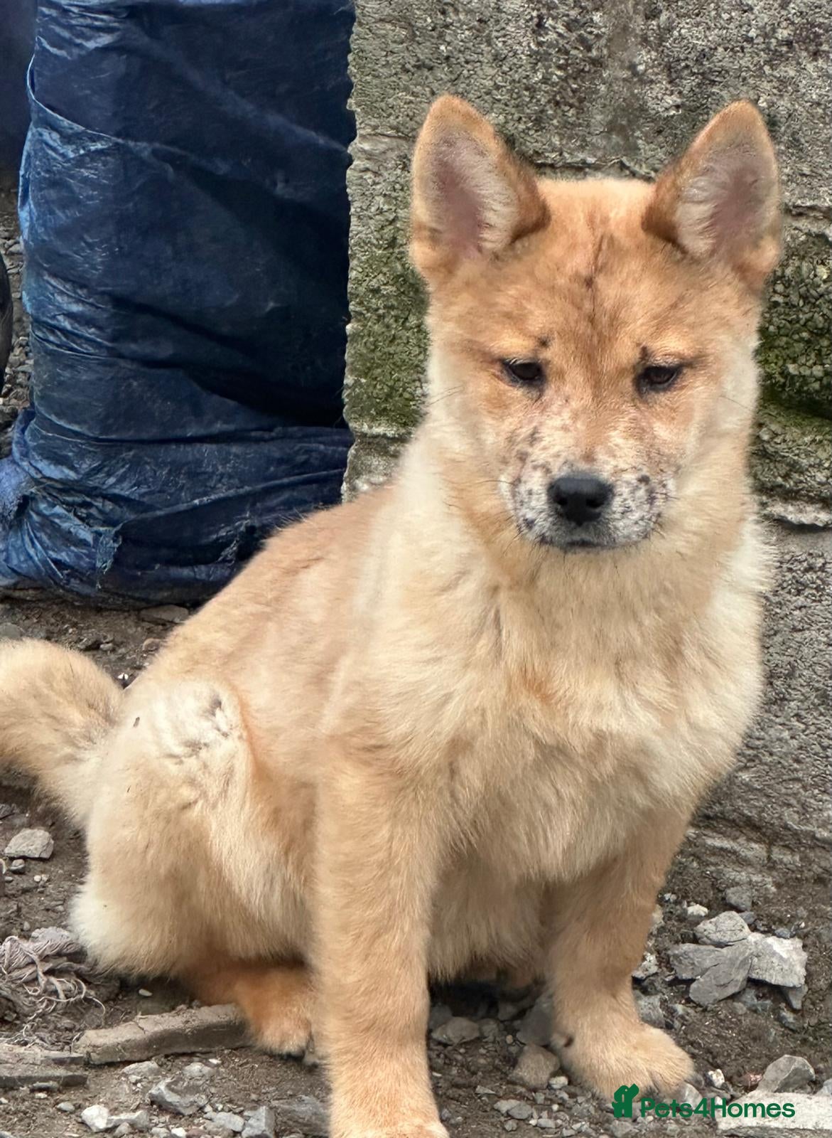 Mixed Breed dogs Adorable Merle Chowski's for sale  - Advert 9