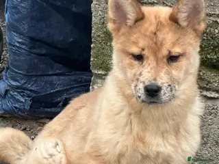 Mixed Breed dogs Adorable Merle Chowski's for sale - Advert 9