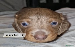 Dachshund dogs for sale: 7 beautiful dachshunds puppys - Image 1