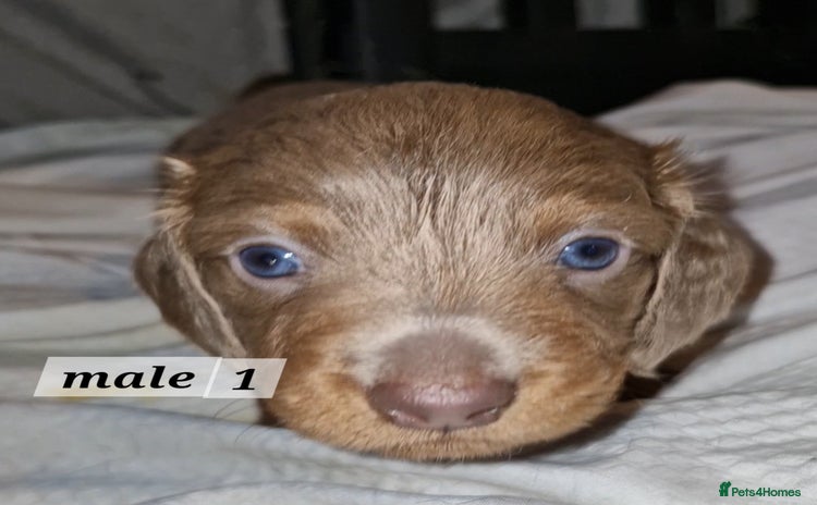Dachshund dogs - Advert 1