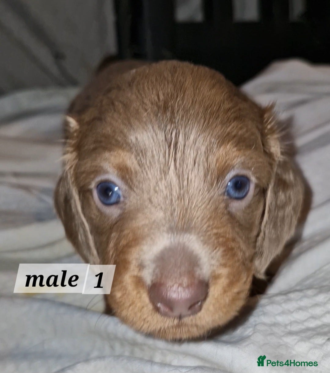 Dachshund dogs for sale: 7 beautiful dachshunds puppys - Image 1