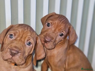 Hungarian Vizsla dogs 🏆🇭🇺 KC Registered Hungarian Vizsla Pups - Advert 9