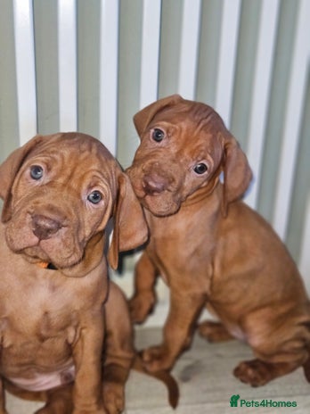 Hungarian Vizsla dogs 🏆🇭🇺 KC Registered Hungarian Vizsla Pups - Advert 2