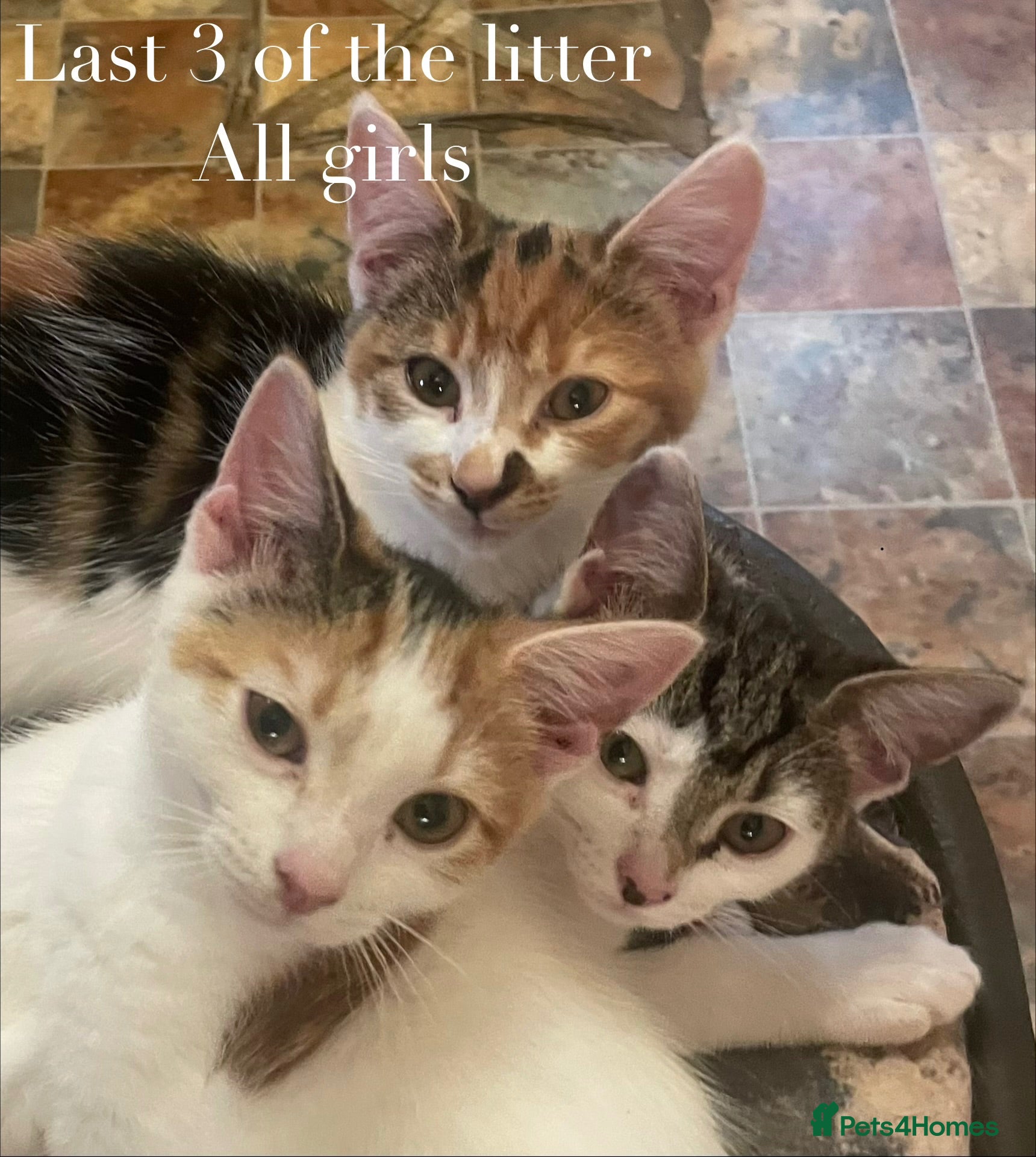 British Shorthair cats British Short hair Kittens  - Advert 5