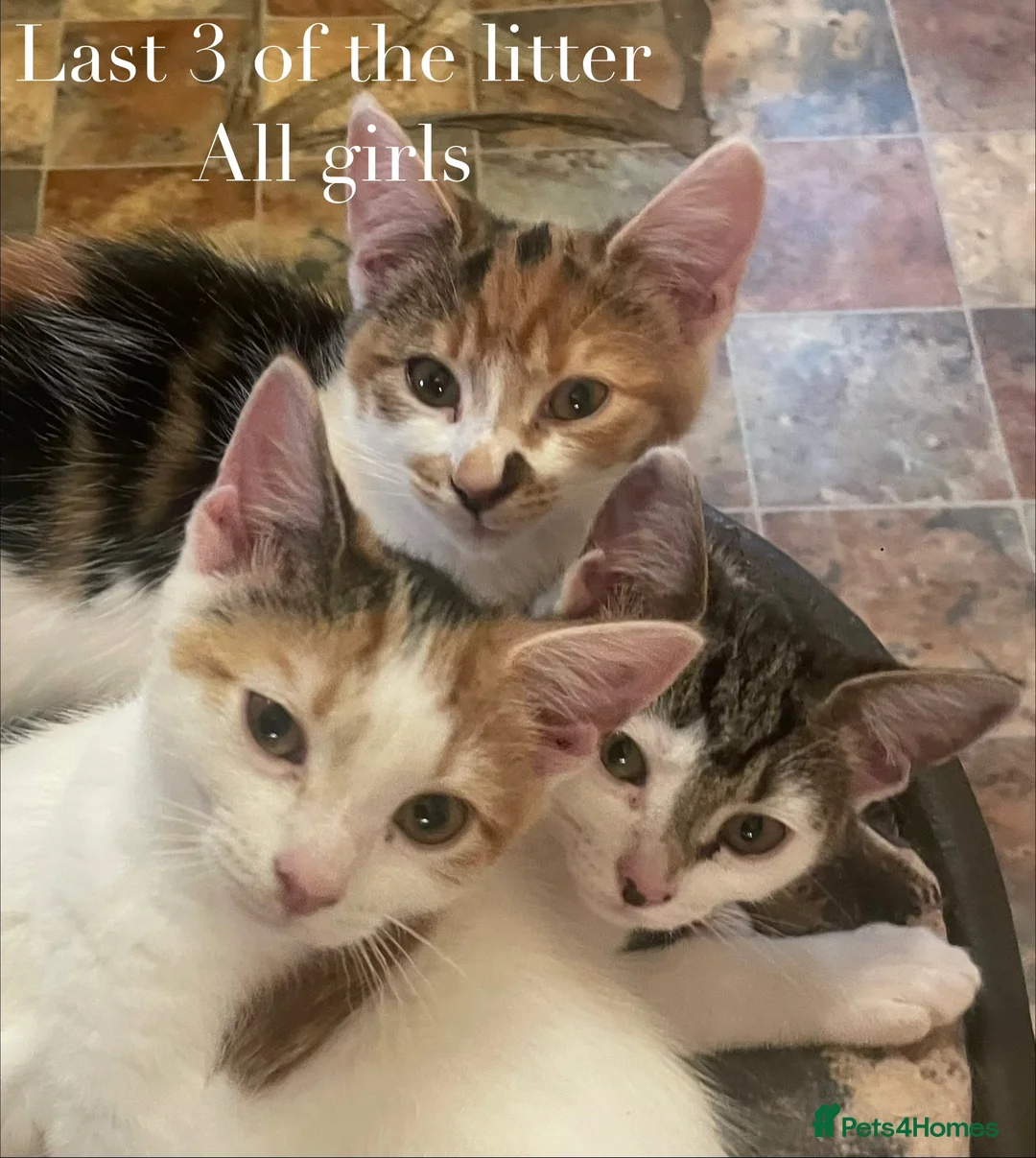 British Shorthair cats for sale: British Short hair Kittens  - Advert 1