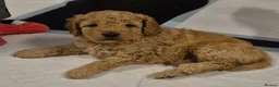 Labradoodle dogs for sale: Multi generation miniature Labradoodle - Advert 24