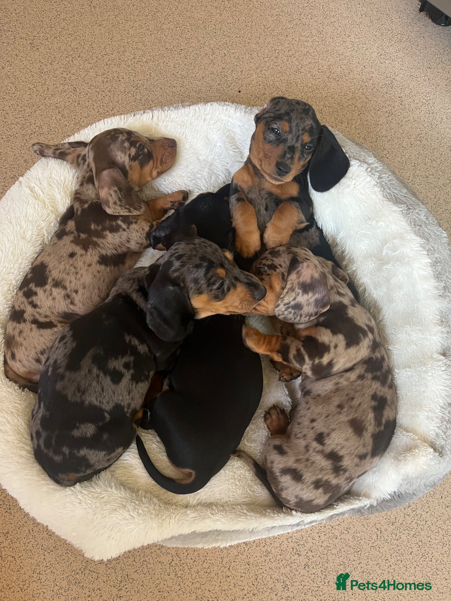 Miniature Dachshund dogs Beautiful KC registered puppies.  - Advert 2