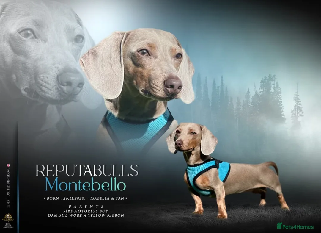 Miniature Dachshund dogs for sale: Top Tier Miniature Dachshunds for sale! - Advert 10