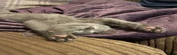 Russian Blue cats for sale: Pure Russian Blue kittens  - Advert 14